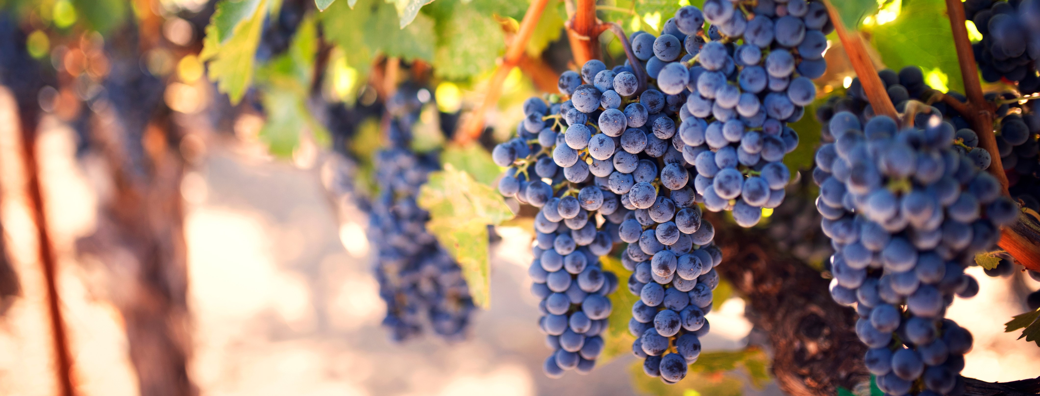 Beautiful Australian Vineyard